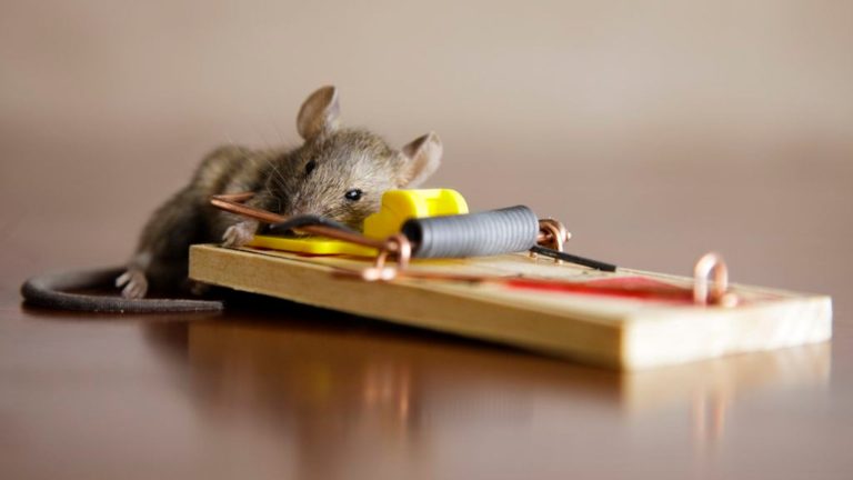 Effective Strategies for Rat Control in Commercial Properties