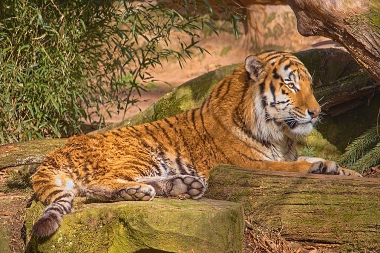 Parambikulam Tiger Reserve: A Safari Trip In Kerala