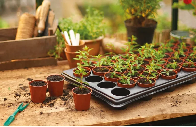 How To Ensure The Safe Delivery Of Your Seedlings When Buying Online