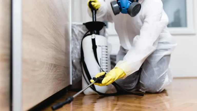 Benefits of Professional Termite Inspections for Homeowners