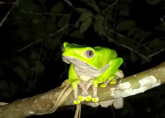 Kambo Ceremony Near Me: Healing Powers of the Sacred Frog Medicine
