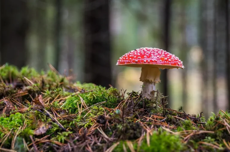 Unlocking the Benefits of Mushroom Complex Capsules