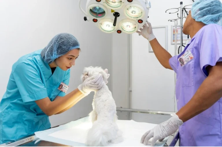 Top Orthopaedic Conditions in Pets and How Surgery Can Help